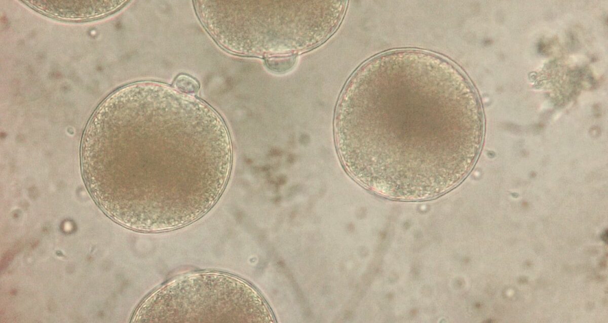 Fertilization of mussel eggs